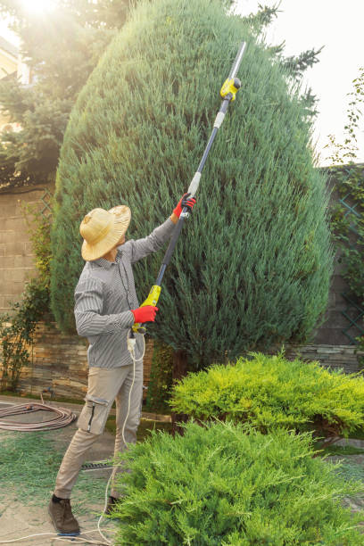 The Steps Involved in Our Tree Care Process in Seymour, MO